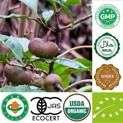 オーガニック緑茶の種Camellia sinensis o ktze Seeds usda eu jas認定茶種子