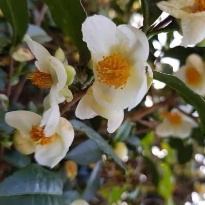 オーガニック緑茶の種Camellia sinensis o ktze Seeds usda eu jas認定茶種子