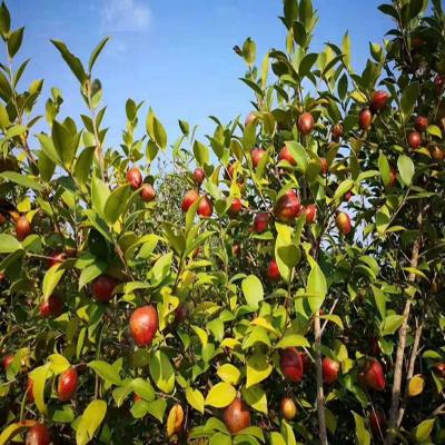 養殖、環境農薬、有機肥料camellia oleifera camellia japonica用のティーシードミール/カメリアシードミール