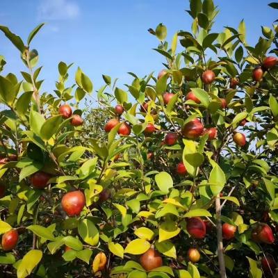 オーガニックカメリアシードCamellia Japonica Seeds USDA EU JAS認定Camellia Seeds