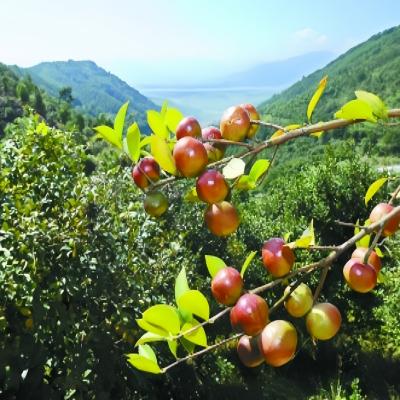 オーガニックカメリアシードCamellia Japonica Seeds USDA EU JAS認定Camellia Seeds