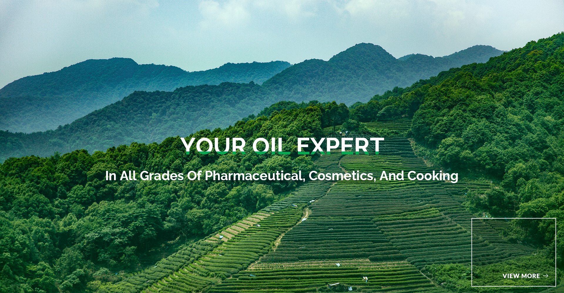 Leading Camellia Oil Supplier