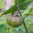 緑茶の種
