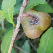 緑茶の種