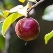 カメリアの種